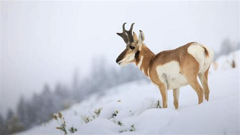 Yellowstone Winter Tours | Yellowstone Winter Wildlife Tours