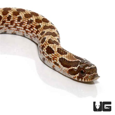 Baby Western Hognose Snakes (Heterodon nasicus) For Sale - Underground ...