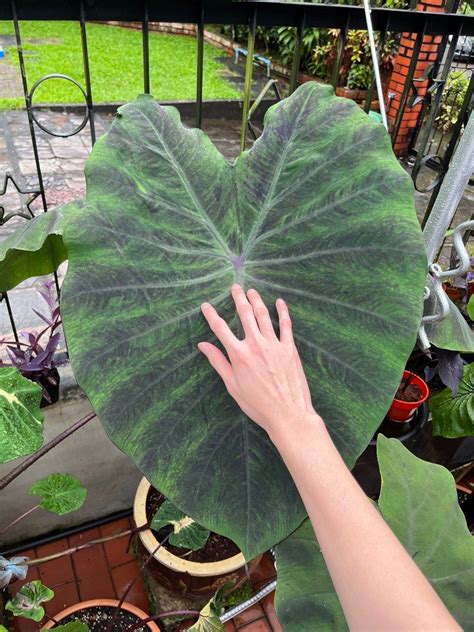 Colocasia Anubis (propagation), Furniture & Home Living, Gardening, Plants & Seeds on Carousell