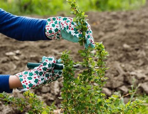 Growing Gooseberry Bushes in Containers - Food Gardening Network