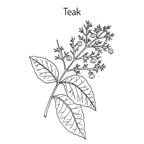 Teak Tree Stock Illustrations – 2,170 Teak Tree Stock Illustrations, Vectors & Clipart - Dreamstime