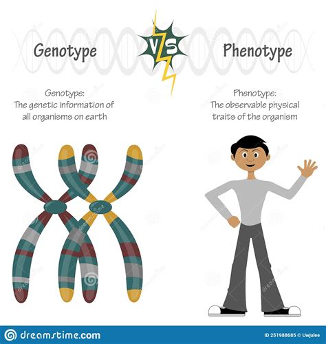 Phenotype Versus Genotype Cartoon Vector | CartoonDealer.com #251988685