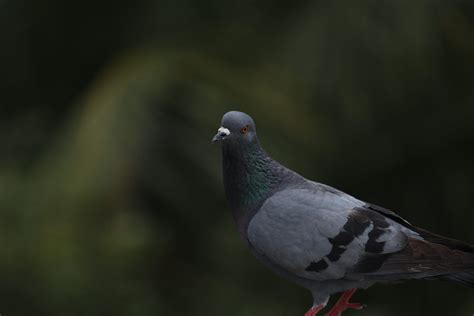 Pigeon Close-up - PixaHive