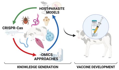 Animals | Free Full-Text | Host–Parasite Relationships in Veterinary Parasitology: Get to Know ...