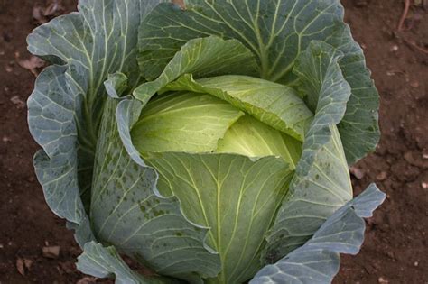 Cabbage Spacing » Give Them Space to Breathe