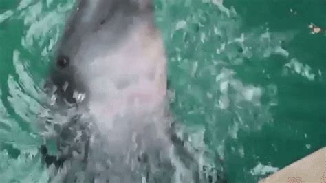 Dolphin Jumping Gif