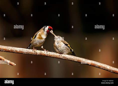 Baby goldfinch hi-res stock photography and images - Alamy