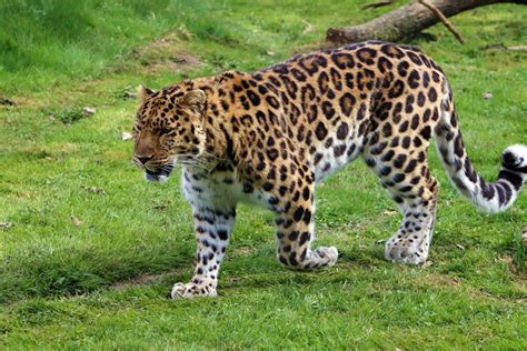 The Amur Leopard (Panthera Pardus Orientalis) | Wildscapia.com