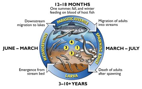 In the Great Lakes, the Pandemic Disrupted Sea Lamprey Control