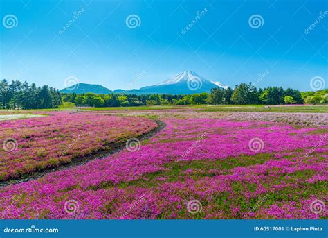 Colorful Field Of Cherry Blossom In Japan Shibazakura Festival Stock ...