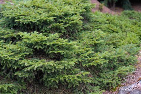 Bird's Nest Spruce: Plant Care & Growing Guide