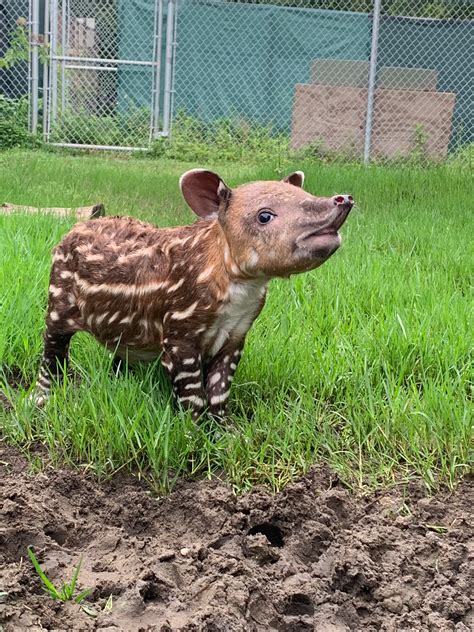 Endangered Baird’s Tapir Born at Audubon Zoo