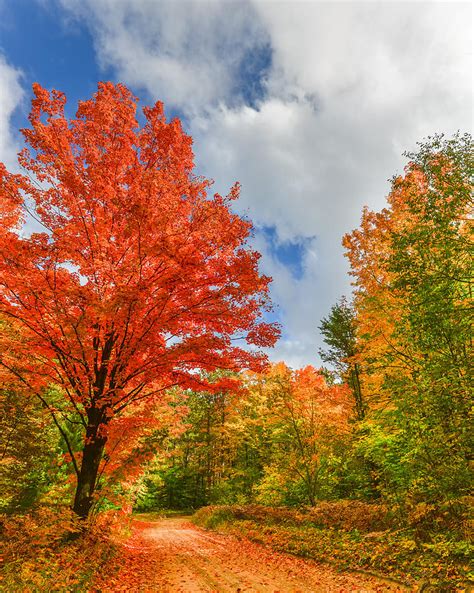 Road to Fall - Hartwick Pines State Park - MI Photograph by Steve Lagreca | Fine Art America