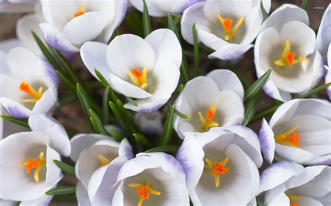 White crocus wallpaper - Flower wallpapers - #8039