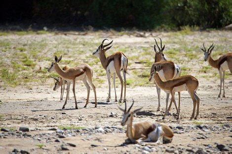 The Gazelle: Habitat, Characteristics and Behavior - My Animals