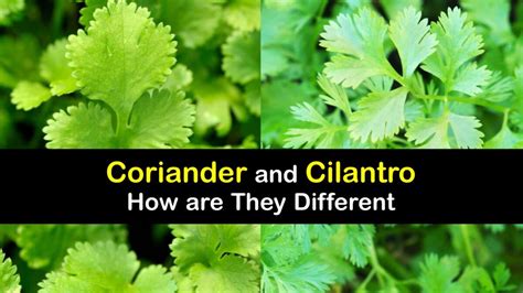 Are Coriander and Cilantro the Same - Herb Differences