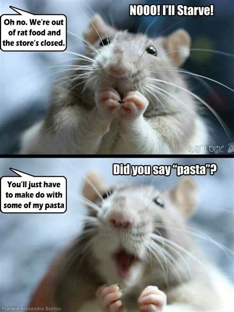 something every rattie parent has been through at least once. Lol Funny ...