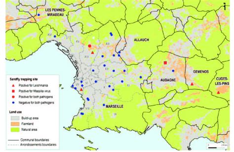 Detection of Leishmania infantum and Massilia virus among sandflies... | Download Scientific Diagram