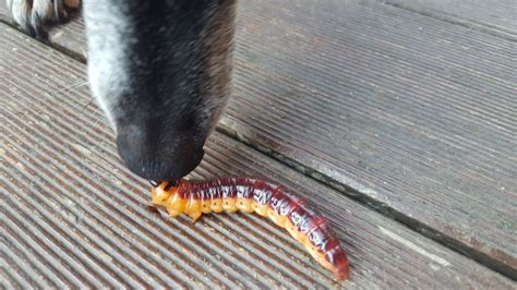 Dog Vs Worm 1 Free Stock Photo - Public Domain Pictures