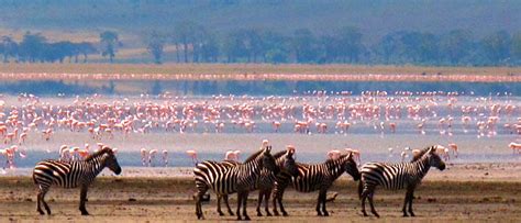 Lake Manyara National Park Safari | Tanzania Wildlife Safaris Tours