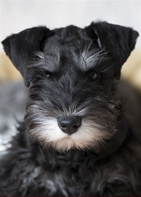 Health Problems in Miniature Schnauzer - Annie Many