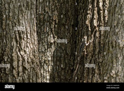 Crevice Spiny Lizard Stock Photo - Alamy