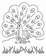 Baby Peacock Coloring Pages sketch template
