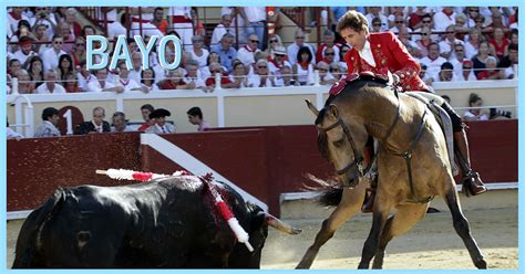 Caballo bayo | Caballo bayo, Fotografía de caballos, Hipica