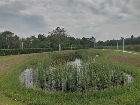 Lorong Halus Wetland - Park, Birds, Address & Opening Hours, Singapore