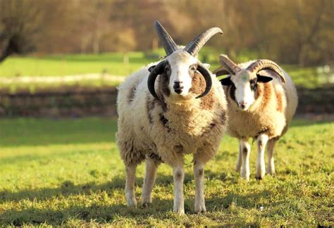 Jacob Sheep Breed Information: Excellent Wool-Producing Sheep with ...