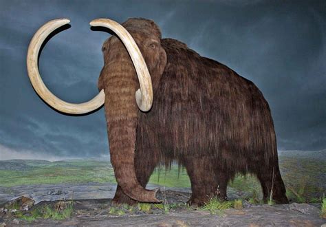 tüylü mamut | Wooly mammoth, Mammoth, Extinct animals