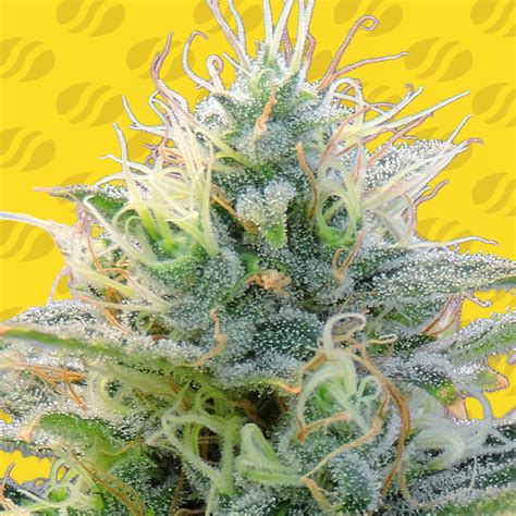 Auto Ghost OG Strain - SeedFare Find the Perfect Seed at the Right Price