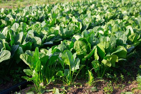 37 of the Best Spinach Cultivars | Gardener’s Path