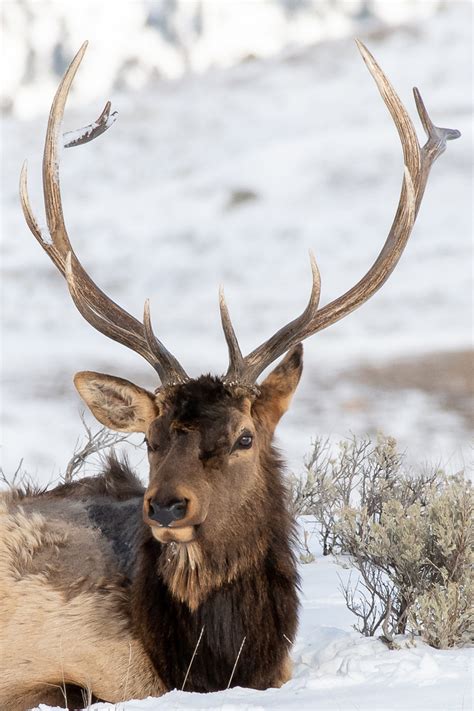 USA | Yellowstone Elk