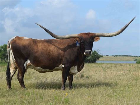 Rocking O Longhorns - texas longhorn cattle for sale Austin, Texas ...