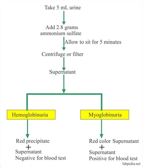 Urine Analysis: Part 9 – Hemoglobin in the urine (Hemoglobinuria ...