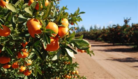 Jaffa Orri Mandarin Orange (1kg approx) — MomoBud