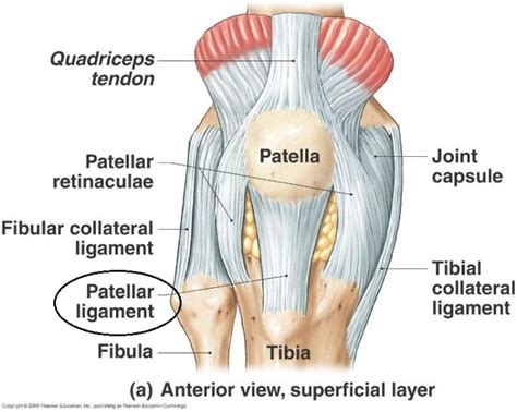 Patellar Ligament Vs Patellar Tendon