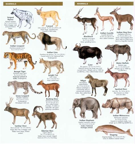 India Wildlife: A Folding Pocket Guide to Familiar Animals | NHBS Field ...