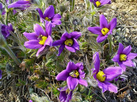 Pulsatilla vulgaris 'Violet' - Riverside Garden Centre