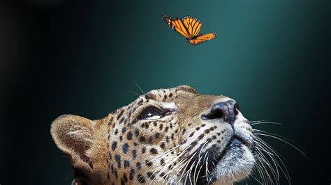 Jaguar Is Seeing Butterfly Flying HD Animals Wallpapers | HD Wallpapers | ID #54760