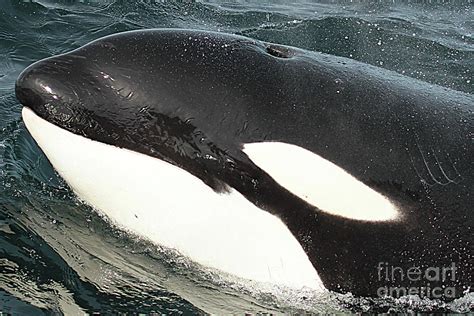 killer whale Surfacing close-up in Monterey Bay Photograph by Monterey County Historical Society ...