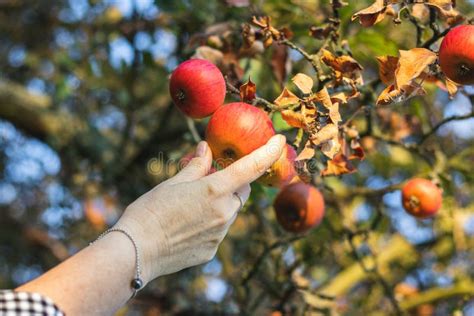 Harvest Apple from Fruit Tree Stock Photo - Image of farmer, sunny ...