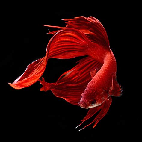 Pin by Srinidhi Balasundaram on betta fish | Siamese fighting fish, Betta fish, Aquarium fish