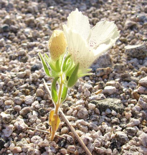 Cannundrums: Ghost Flower or Mojave Flower