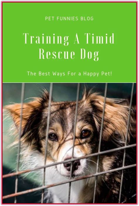 Training A Rescue Dog Made Easy With The Included Tips - Dog Training Tips and Tricks | Rescue ...