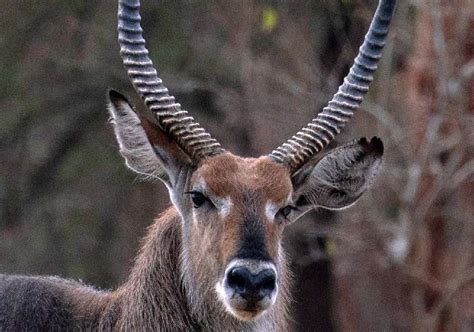 Rangers battle human encroachment in Sudan's biggest park