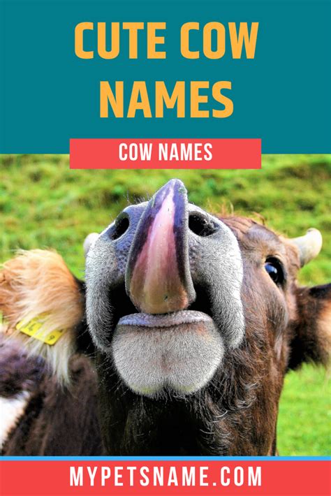 Cute Cow Names | Cow names, Cute pet names, Cute cows