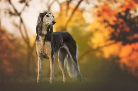 Saluki / Persian hound one of the world's fastest dog