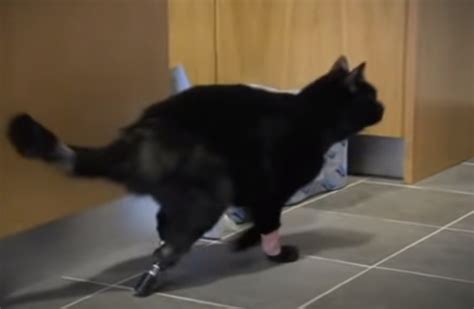 Disabled Cat can walk again after surgery : AmazingPandph in 2021 ...